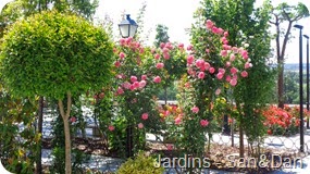 DSC04453