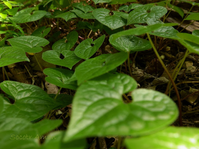 Asarum caulescens