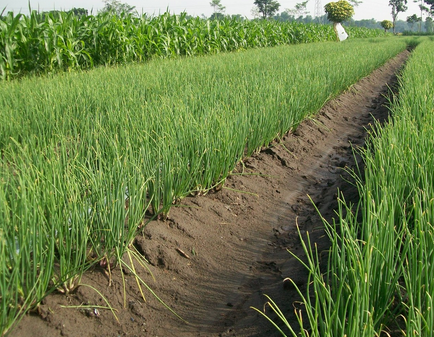 Budidaya Daun Bawang 