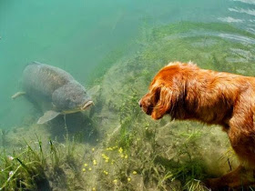 Funny animals of the week - 5 April 2014 (40 pics), golden retriever dog meets catfish