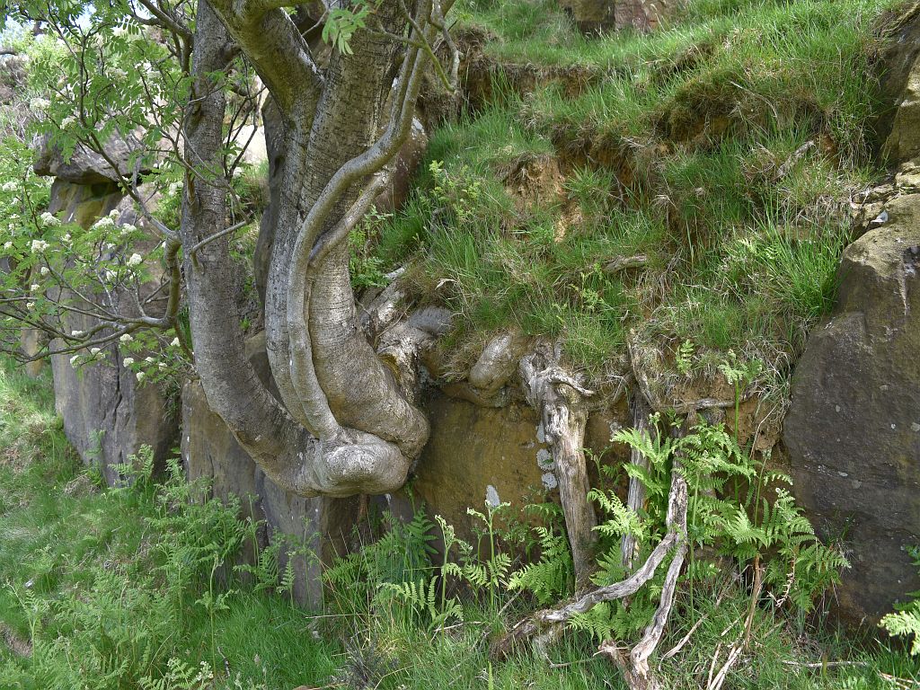 The tree's twisted trunk and roots