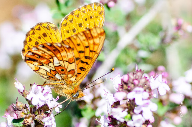 Mariposa, Lepidóptero