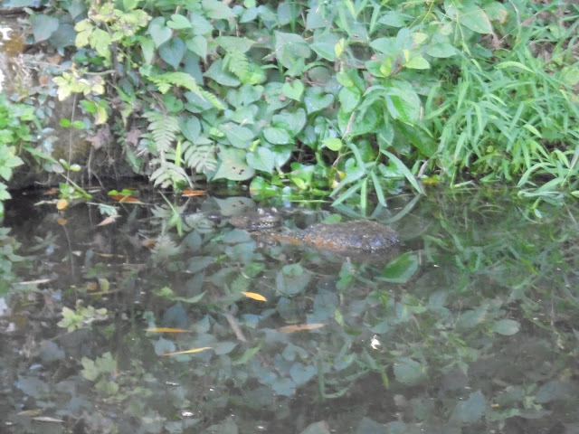 正面道入り口の小池にウシガエルがいました