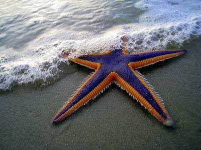 Foto de Estrella de mar en la playa