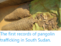 https://sciencythoughts.blogspot.com/2019/12/the-first-records-of-pangolin.html