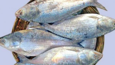 Learn to cook hilsa fish in 5 different ways