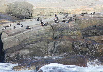 black guillemots