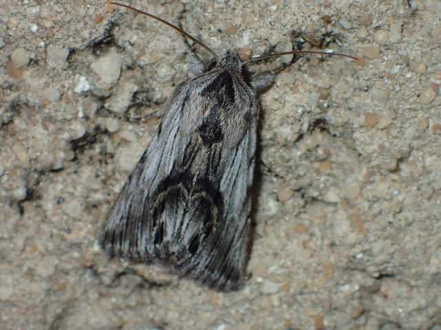 Calophasia platyptera