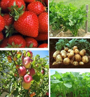 Buah Buahan Dan Sayuran Yang Paling Tercemar Pestisida