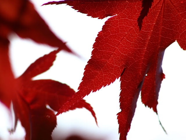 Dried Leaves Wallpaper