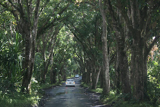 Forest Canopy