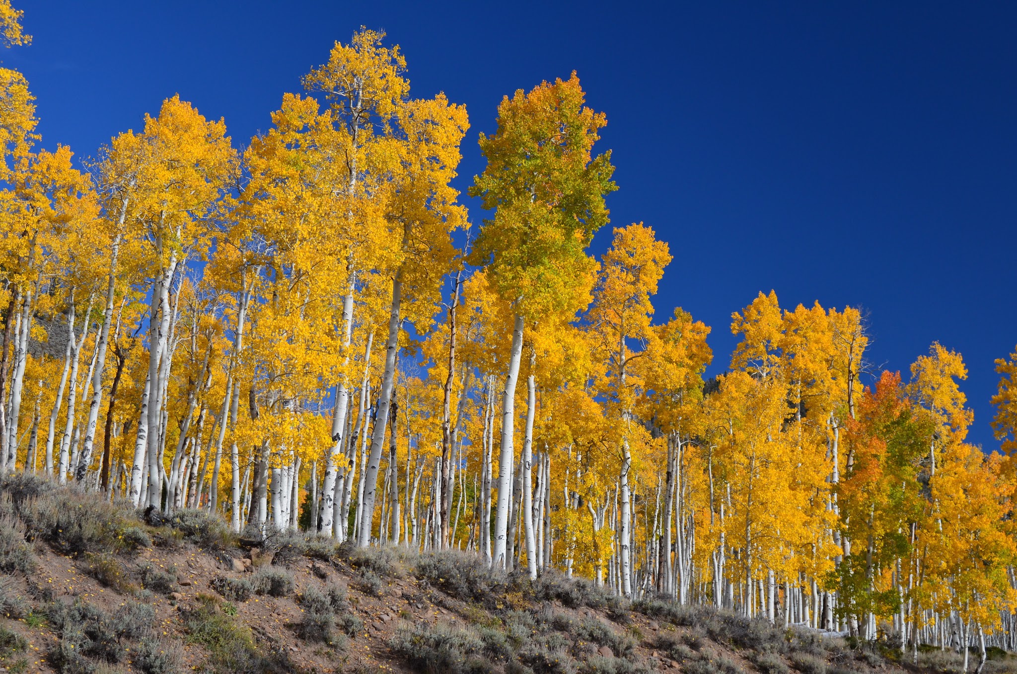 Pando in the fall