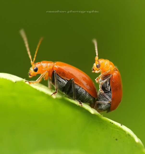 kumbang warna oren mengawan / bersetubuh