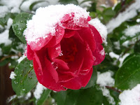 綿帽子をかぶった山茶花