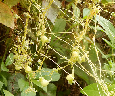 平原菟絲子的莖