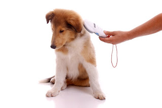 vet clinic Burlington ON