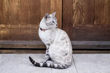 The White Bengal Cat: A Unique and Exotic Pet