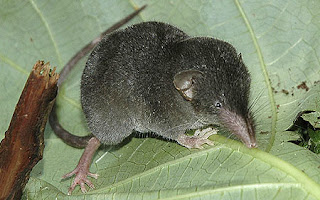 endangered shrews