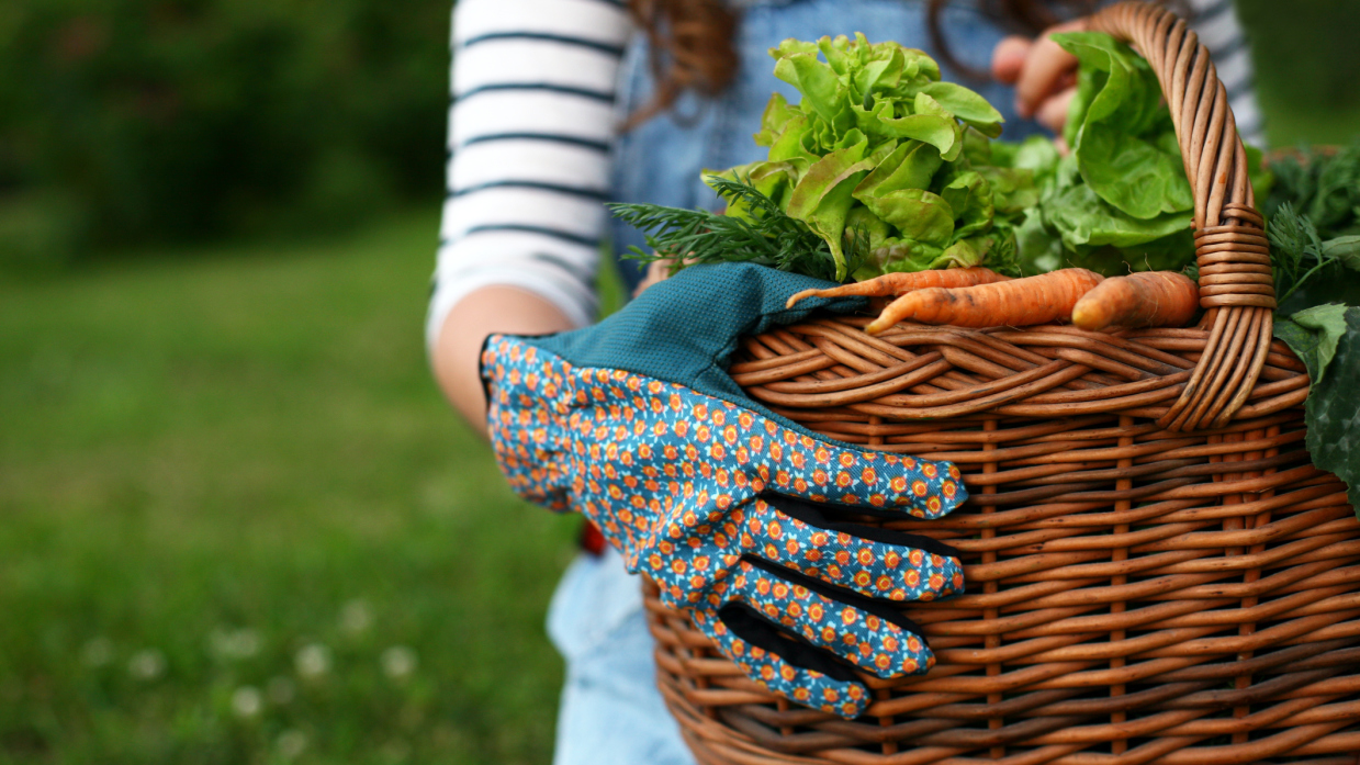 Plantas de lechuga cosechadas en un canasto de mimbre y trasladado por una mujer con guantes de jardinería