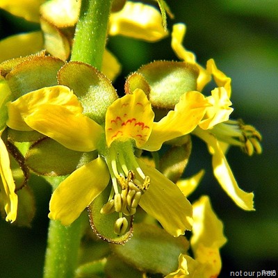 Gray_Nicker_Bean_(Caesalpinia_Bonduc)