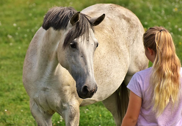 comment-approcher-un-cheval