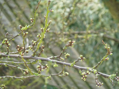 Plum tress buds swelling 18 Mar 2012