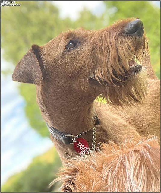 irish terrier