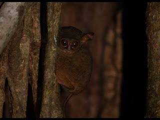 Tarsius