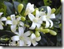 murraya paniculata hedge mock orange starr 2