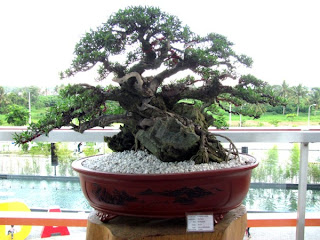 Bonsai, Mindanao, Desmodium, SM Lanang Premier, Kadayawan Festival, Home and Garden, Informal upright, Triple trunk, Cascading, Literati, Rock clasping, Slanting, Raft, One sided, Clump, Broom