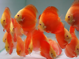 Discus Red Melon