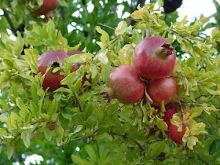 Fruit Alphabetical List - Pomegranates