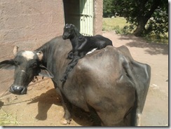 Pakistani Funny Image