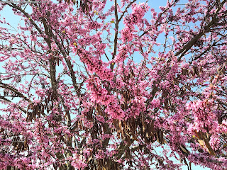 NATURE, Castelo de Vide, Portugal