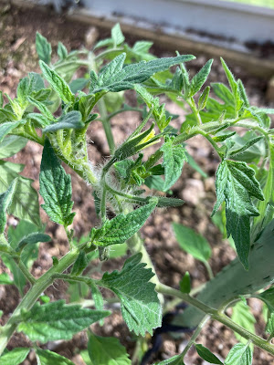 A tomato plant with a flower on it.