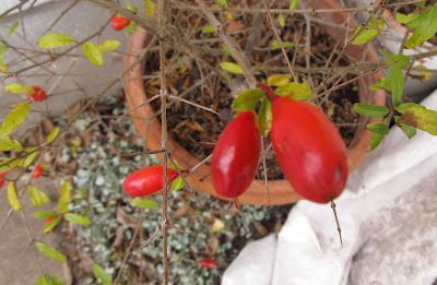 Annieinaustin, dwarf pomegranate in January