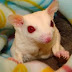 Sugar Glider Albino