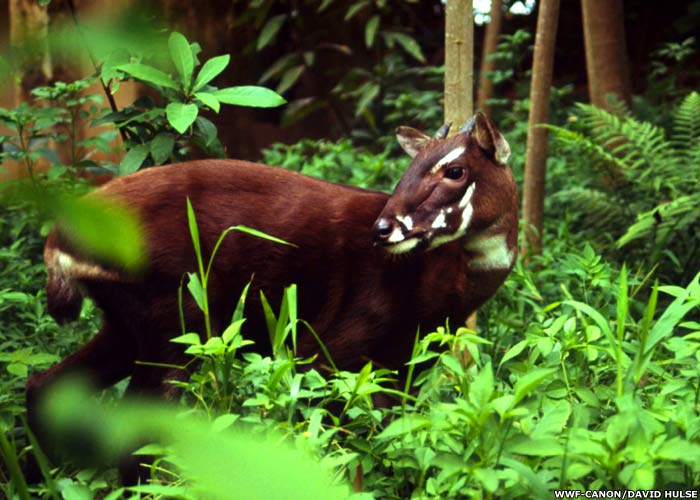 Let's Draw Endangered Species! : ): Saola