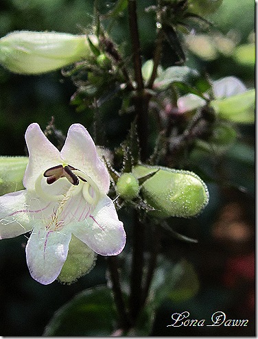 Penstemon_Huskers_Red_Bloom
