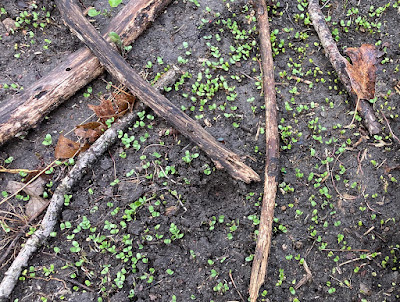 image of small flax plants growing in soil