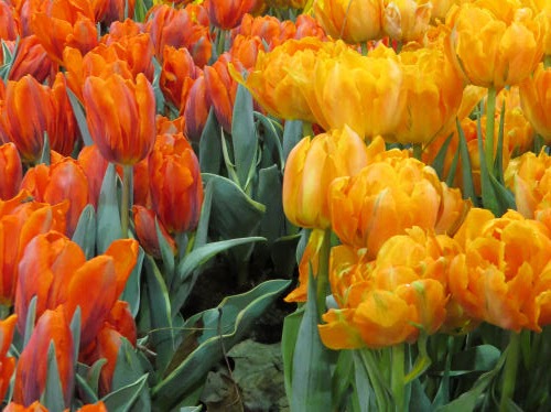 Philadelphia Flower Show 2019 - orange