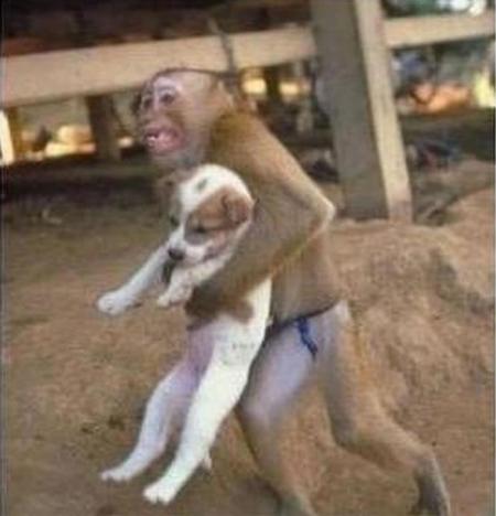 Cachorro on Jat  O Vaqueiro  Macaco Salva Filhote De Cachorro