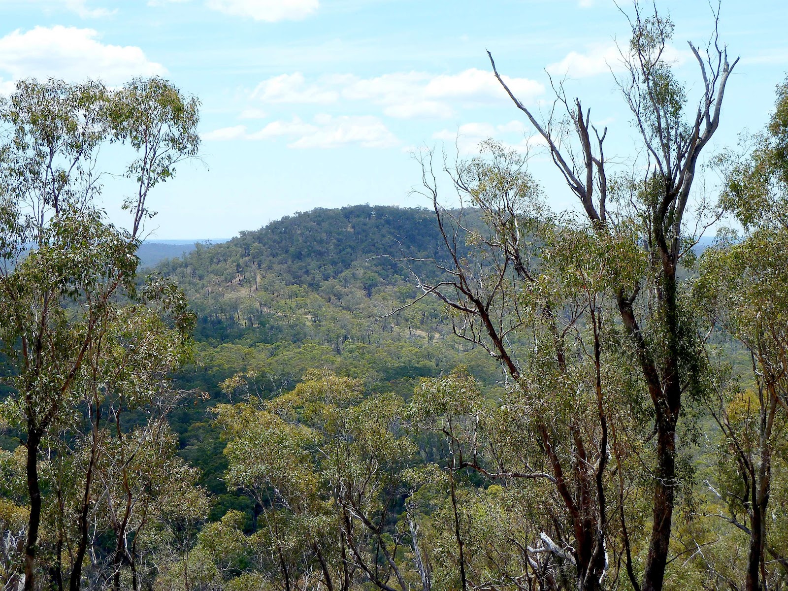 Mt Black Walk