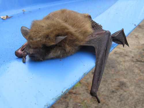 little brown bat