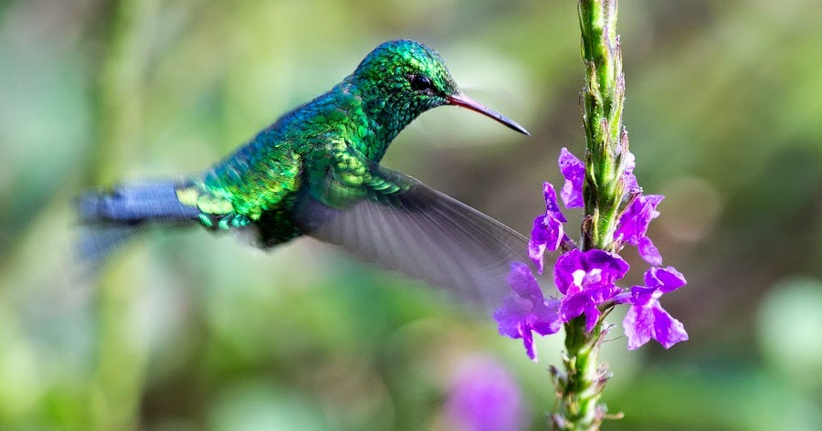 Jeff Cable's Blog: Costa Rica - Days 3 and 4 - Hummingbirds and more from  Monte Verde