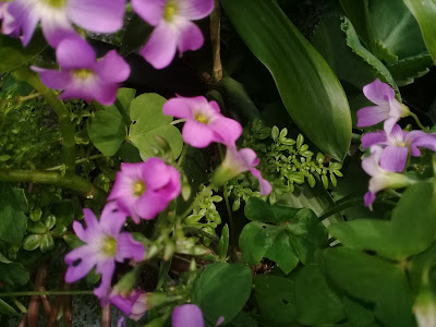 Lindas  flores de Trevo Oxalis debilis - planta silvestre, nativa do Brasil 