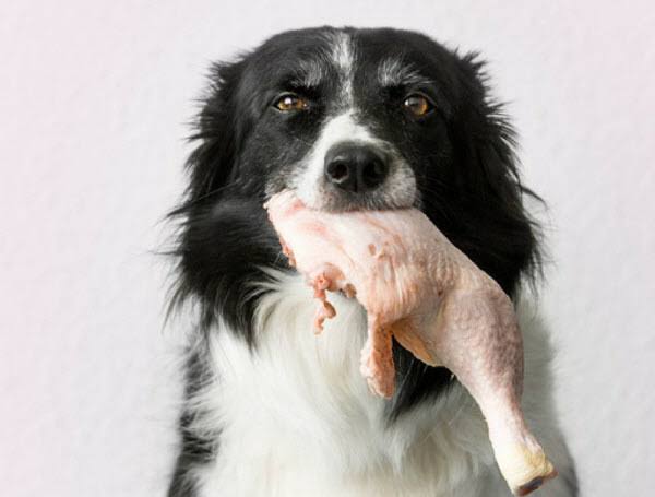 17 Dangerous Foods Your Dog Should Never Eat