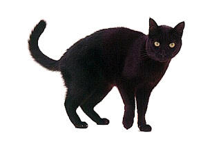 Funny Dead Black Cat