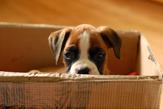 cute boxer puppy pictures