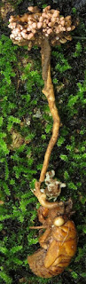 Ophiocordyceps araracuraensis